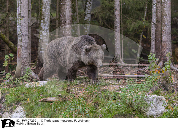 walking Brown Bear / PW-07252