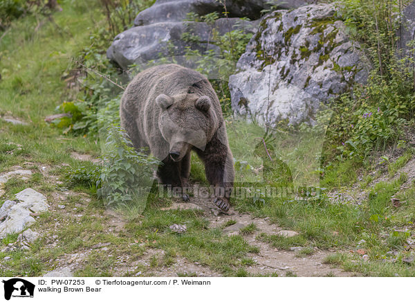 walking Brown Bear / PW-07253