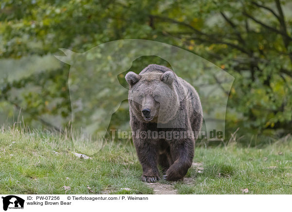 laufender Braunbr / walking Brown Bear / PW-07256