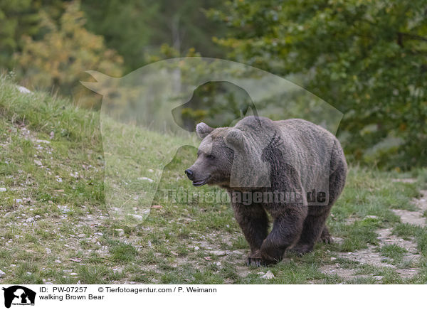 walking Brown Bear / PW-07257