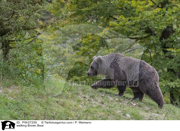walking Brown Bear / PW-07258