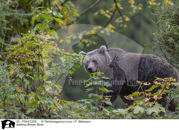 walking Brown Bear / PW-07259