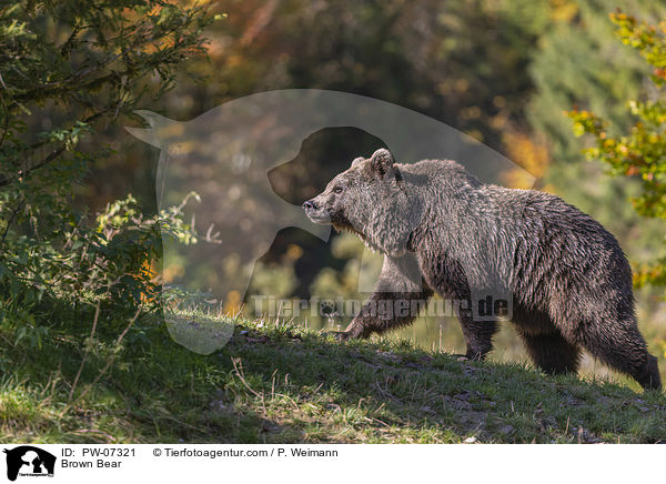 Brown Bear / PW-07321