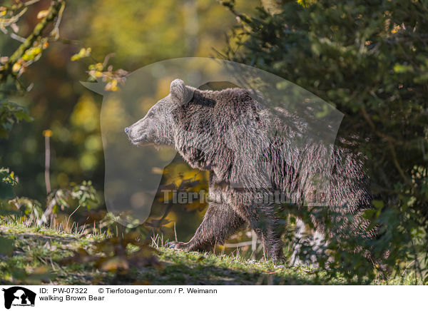 walking Brown Bear / PW-07322