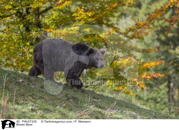Braunbr / Brown Bear / PW-07335