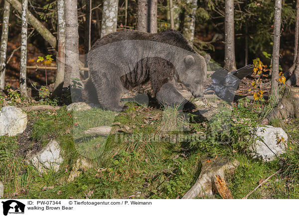 laufender Braunbr / walking Brown Bear / PW-07344