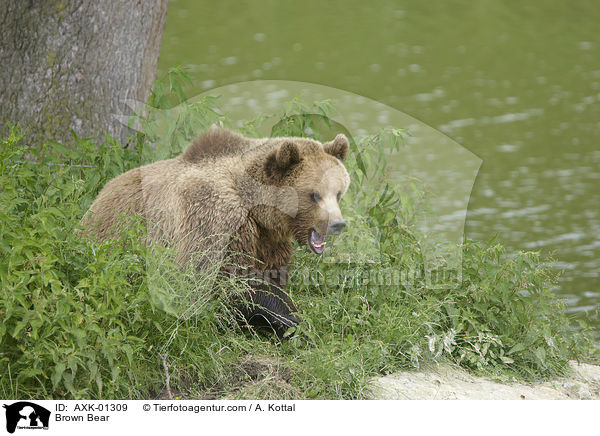 Braunbr / Brown Bear / AXK-01309