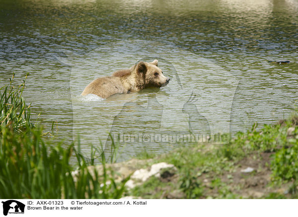 Braunbr im Wasser / Brown Bear in the water / AXK-01323