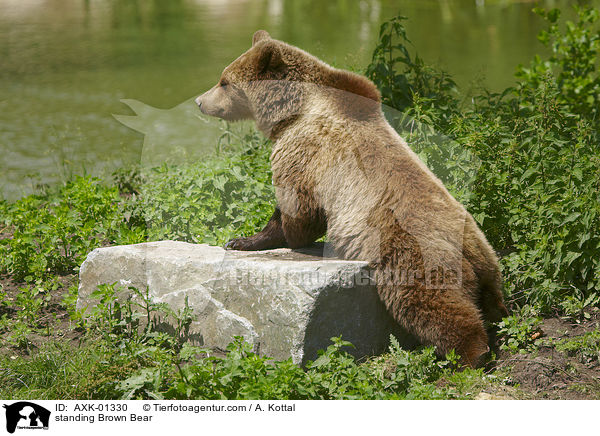 stehender Braunbr / standing Brown Bear / AXK-01330