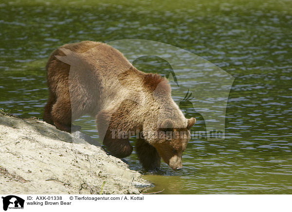 laufender Braunbr / walking Brown Bear / AXK-01338