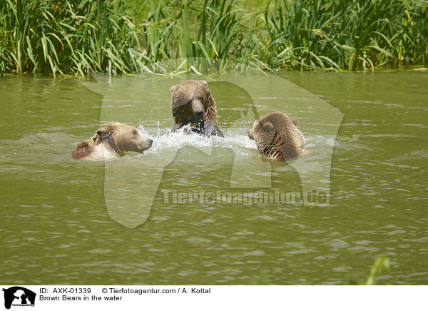 Brown Bears in the water / AXK-01339