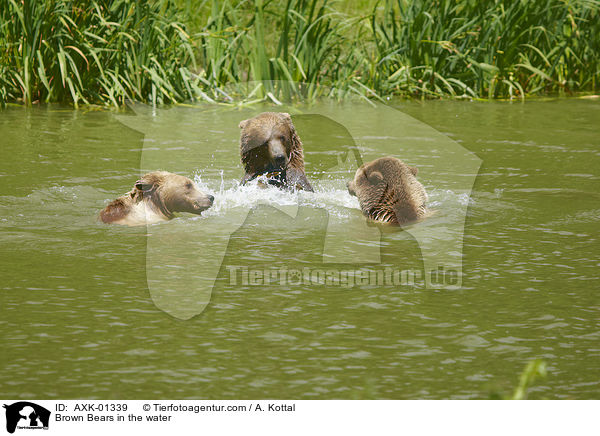 Braunbren im Wasser / Brown Bears in the water / AXK-01339