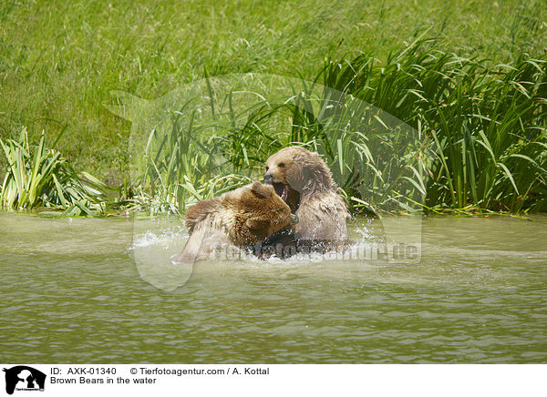 Braunbren im Wasser / Brown Bears in the water / AXK-01340