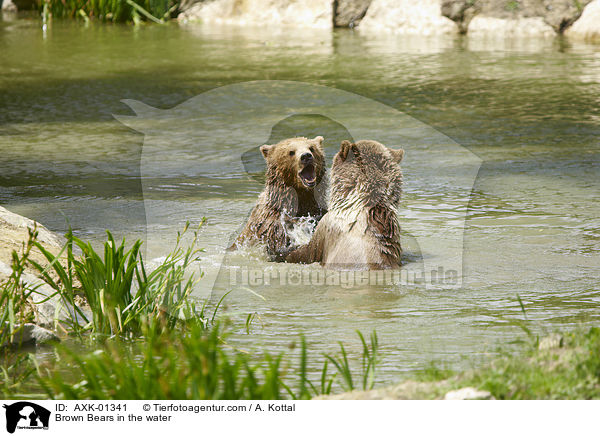 Braunbren im Wasser / Brown Bears in the water / AXK-01341