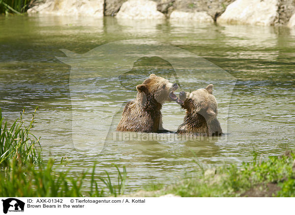 Braunbren im Wasser / Brown Bears in the water / AXK-01342