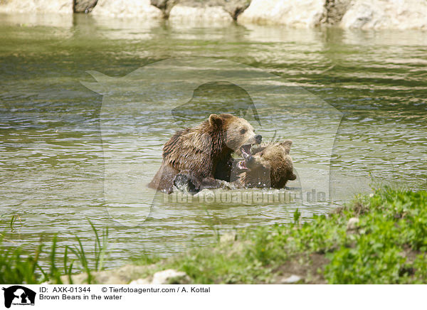 Braunbren im Wasser / Brown Bears in the water / AXK-01344