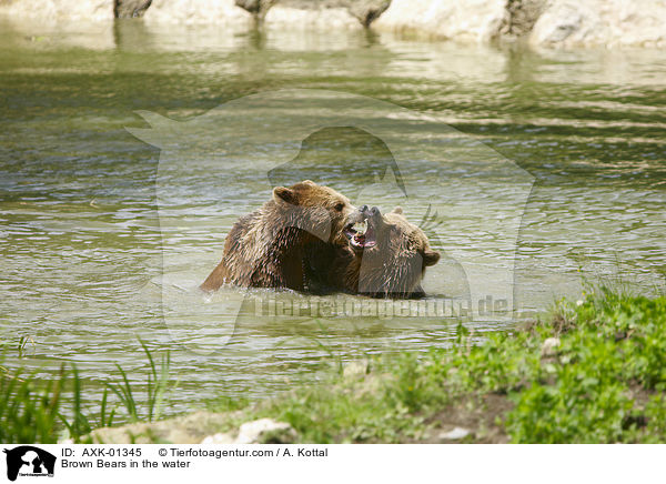 Braunbren im Wasser / Brown Bears in the water / AXK-01345