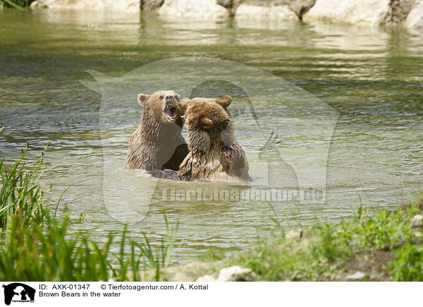 Braunbren im Wasser / Brown Bears in the water / AXK-01347