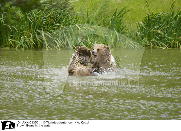 Braunbren im Wasser / Brown Bears in the water / AXK-01350
