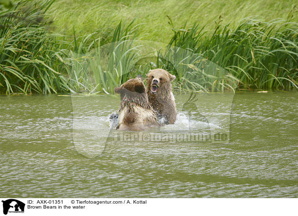 Braunbren im Wasser / Brown Bears in the water / AXK-01351