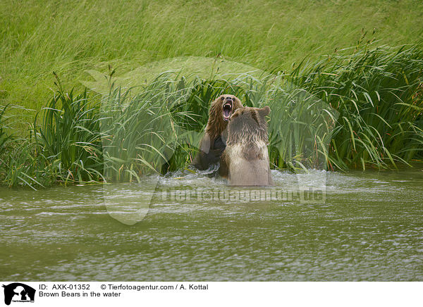 Braunbren im Wasser / Brown Bears in the water / AXK-01352