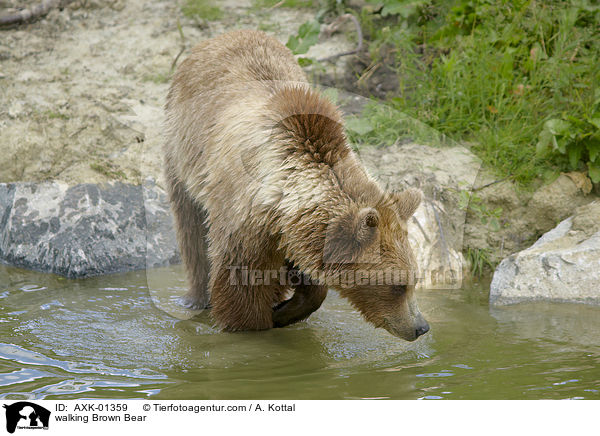 walking Brown Bear / AXK-01359