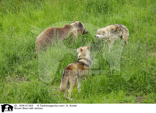 Braunbr mit Wlfen / Brown Bear with wolves / AXK-01364