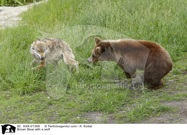Braunbr mit Wolf / Brown Bear with a wolf / AXK-01368