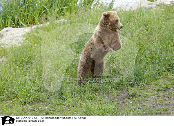 stehender Braunbr / standing Brown Bear / AXK-01372