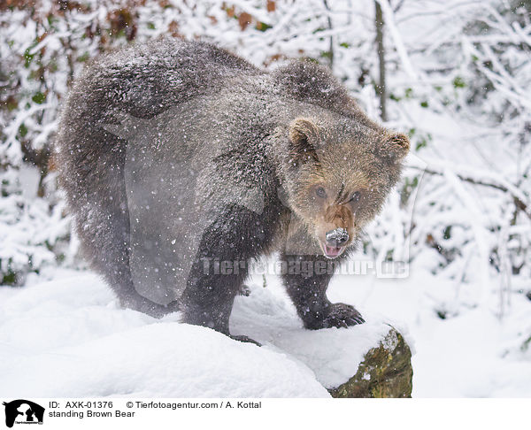 standing Brown Bear / AXK-01376