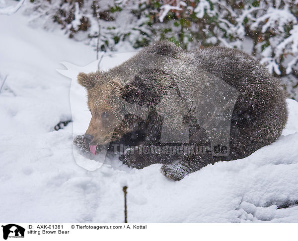 sitzender Braunbr / sitting Brown Bear / AXK-01381