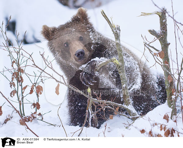 Brown Bear / AXK-01384