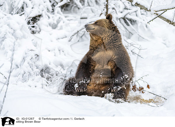 sitzender Braunbr / sitting Brown Bear / IG-01267