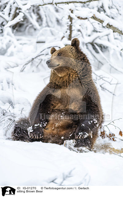sitzender Braunbr / sitting Brown Bear / IG-01270
