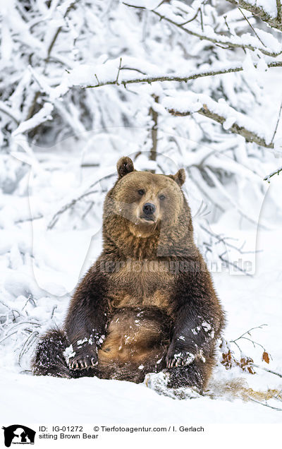 sitzender Braunbr / sitting Brown Bear / IG-01272