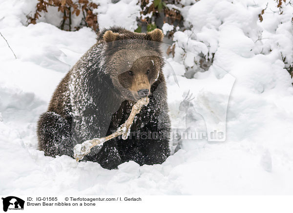 Braunbr knabbert an einem Knochen / Brown Bear nibbles on a bone / IG-01565