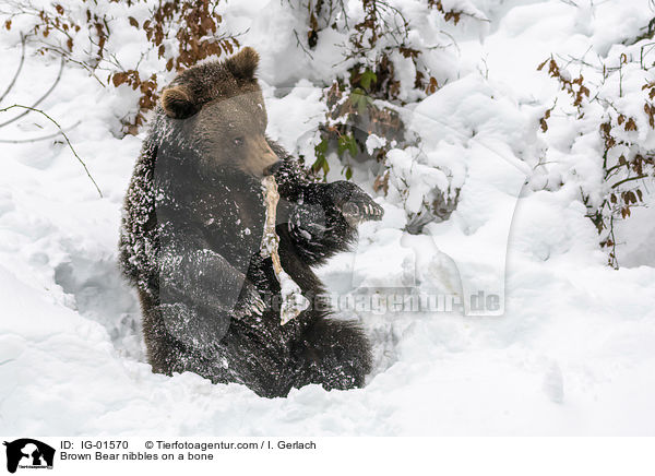Braunbr knabbert an einem Knochen / Brown Bear nibbles on a bone / IG-01570
