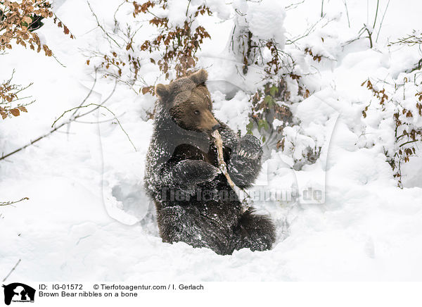 Braunbr knabbert an einem Knochen / Brown Bear nibbles on a bone / IG-01572