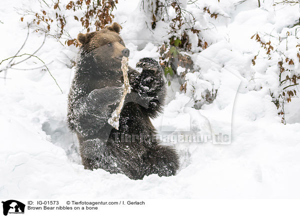 Braunbr knabbert an einem Knochen / Brown Bear nibbles on a bone / IG-01573