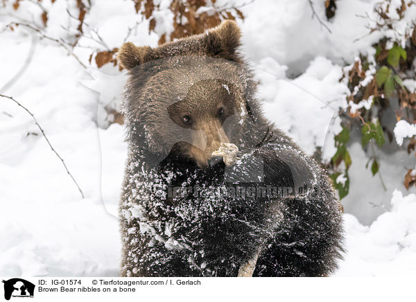 Braunbr knabbert an einem Knochen / Brown Bear nibbles on a bone / IG-01574