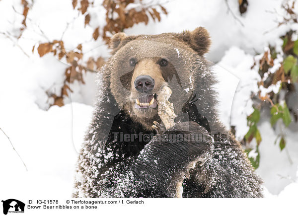 Braunbr knabbert an einem Knochen / Brown Bear nibbles on a bone / IG-01578