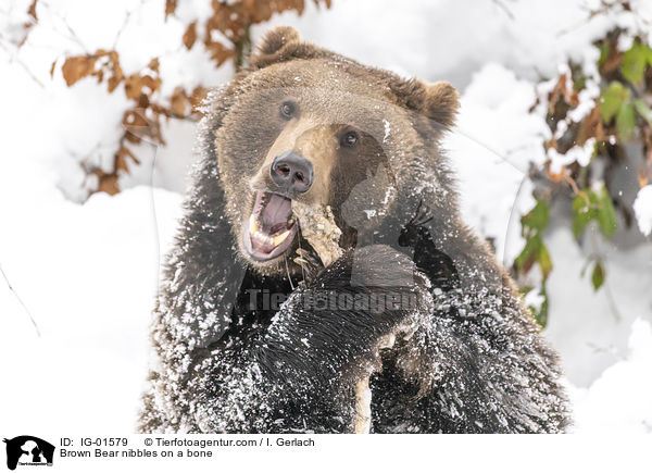 Braunbr knabbert an einem Knochen / Brown Bear nibbles on a bone / IG-01579