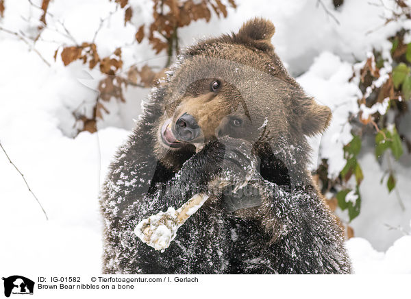 Braunbr knabbert an einem Knochen / Brown Bear nibbles on a bone / IG-01582