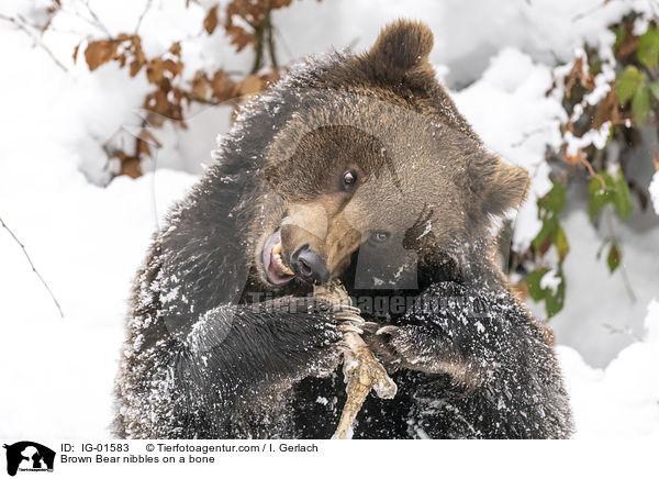 Braunbr knabbert an einem Knochen / Brown Bear nibbles on a bone / IG-01583