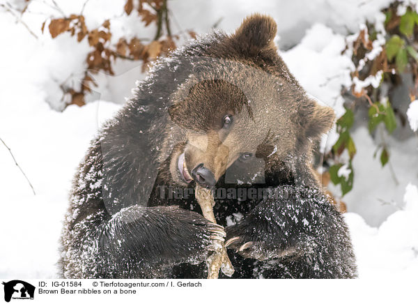 Braunbr knabbert an einem Knochen / Brown Bear nibbles on a bone / IG-01584
