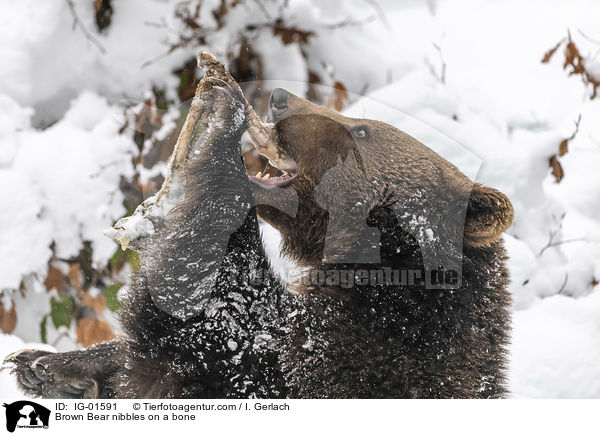 Braunbr knabbert an einem Knochen / Brown Bear nibbles on a bone / IG-01591