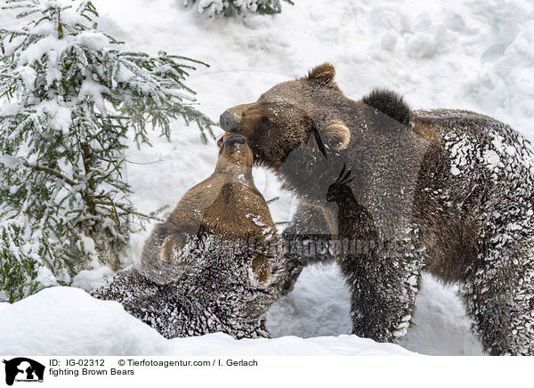 kmpfende Braunbren / fighting Brown Bears / IG-02312