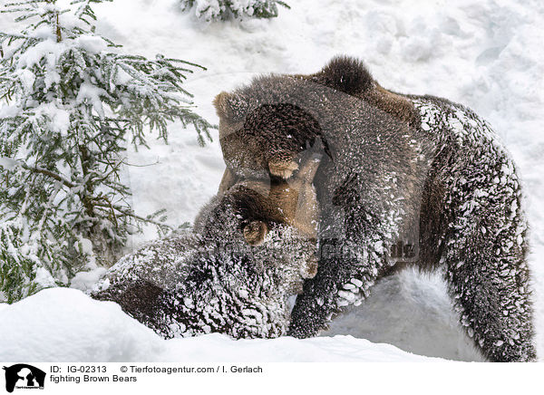 fighting Brown Bears / IG-02313