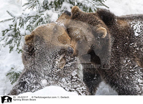 fighting Brown Bears / IG-02317