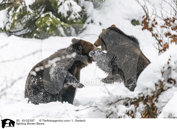 fighting Brown Bears / IG-02397